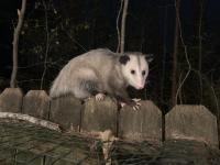 Fact-check: Mississippi allows some exotic pets, but not native wildlife