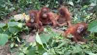 Baby orangutans in India expose illegal wildlife trade