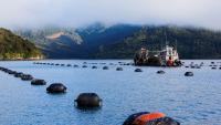 Sanford shares rise 12.3% on NZX as Japanese company Umios buys $72m stake – Market close