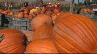 Pennsylvania farms report increased pumpkin harvests, boosting seasonal agritourism
