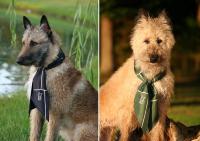 Être Canine Launches Équilibre Daily Dog Probiotic, Italian Silk Scarves Collection