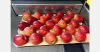 Polish apple prices expected to rise as season progresses