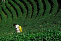 Taiwan’s tea growers rethink farming as climate pressures intensify