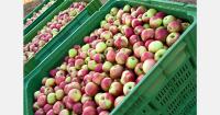 Ukrainian apple exporters suspend shipments over high logistics costs