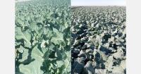 "I expect demand for Spanish cauliflower and broccoli to be strong in November and December"