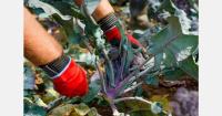 Heavy rainfall in Spain threatens lettuce planting and citrus harvests