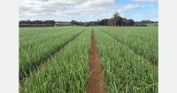 "Greater demand is expected for New Zealand onions in the EU and UK next season"