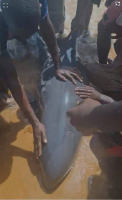 Liberia: Dolphin Killed, Butchered Before NaFAA Rescue Team Arrived