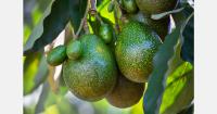 China's avocado harvest expected to replace 15% of imports