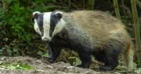 Wales is 96 per cent TB-free, say groups opposing badger cull