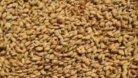 In Kashmir’s traditional rice, clues to a journey from East Asia