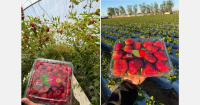 Mexico's strawberry season squeezed by extended California supply and El Niño pressure