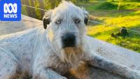 Owner of missing dog devastated by AI photo scam