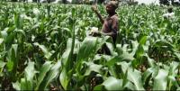East African states adopt common rules to speed up biopesticide approvals