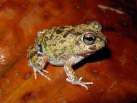 The Aruban native frog ‘Dori’