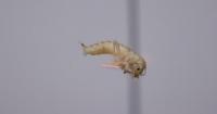 University of Wyoming student finds new order of insect in Yellowstone National Park