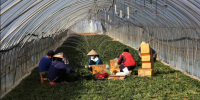 Laos Links South Korea Work Visas to Overstay Rates as Program Expands