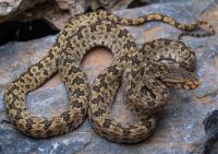 Researchers Find New Yellow-Snouted Venomous Snake in Laos’ Vang Vieng