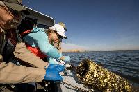 California raises mussel fee for boaters as invasive species spreads near Los Banos