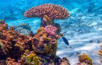 The Republic of Vanuatu joins voluntary agreement to protect the ocean's "twilight zone"