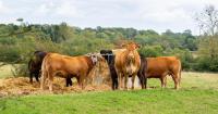 Carmichael urges government to follow Aldi’s new beef farming scheme