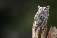 Pennsylvania screech owl rescued from frigid pool heads back to the wild with 'big personality'