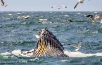 California commercial fishers, conservationists join forces to reduce whale entanglements