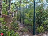 On New York's Fire Island, scientists fenced deer out of two sites; over 4 years, young lone star ticks were reduced by 48.4%, but adult ticks were not controlled