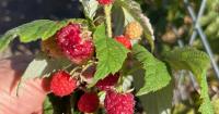 Market Corner: Time to assemble fall-winter pots