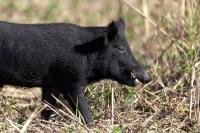 Houston suburb wants residents to help map feral hog traffic in parks