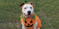 Bermuda SPCA To Host Paws To The Park