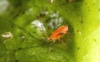 Record 2026 aphid numbers put UK salad crops at risk