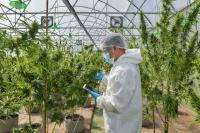 Zimbabwe Slashes Sky-High Medical Cannabis Fees