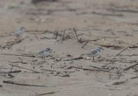 Piping Plovers Enjoy Nesting Success With Slight Numbers Dip; Least Terns Get Big Bump from DNREC Protection