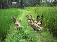 Rice-duck farming offers farmers second income from same land