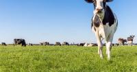 Dairy farmers press Congress on Milk from Family Dairies Act