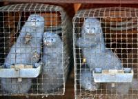 Bird Flu Has Spread on a Utah Mink Farm Since August as Officials Decline to Test Exposed Workers