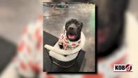 New Mexico animal shelter looks to get lost dog back home to South Carolina | Love 4 Pets