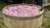 Bulgaria Secures Support for Rose Production, Seeks Extension of National Aid beyond 2027