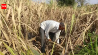 8 districts, 11 villages: Yogi govet’s (land)mark for farmers of UP