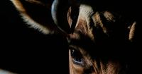 Bird flu found in Central WA dairy herd; officials warn against raw milk