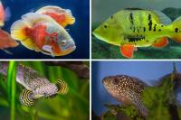 Huge and Colourful Tropical Fish 2026: These are 10 of the biggest exotic fish you can keep in a freshwater aquarium - including the amazing Oscar 🐠
