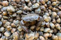 Clam Fever: Testing New Ways to Protect South Carolina’s Clam Farms