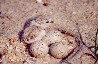 Productive Piping Plover Year for Delaware