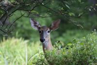 Maine Hunters Are Helping Feed Families in Need