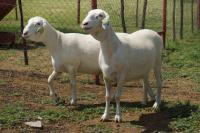 Agriculture Series to spotlight livestock sector, FMD crisis 