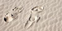 Scientists Studied 23,000-Year-Old Human Footprints—and Reconstructed a Lost World Around Them