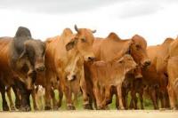 Mexican Cattle Allowed Back into U.S. Through Columbus