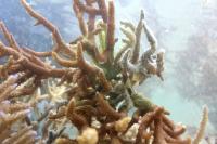 Tiny Fiji village restores dying fishery with coral planting