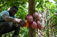 World’s top cocoa producer aims for a climate-tough bean